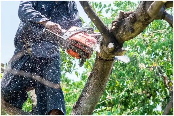 tree services Fairfield